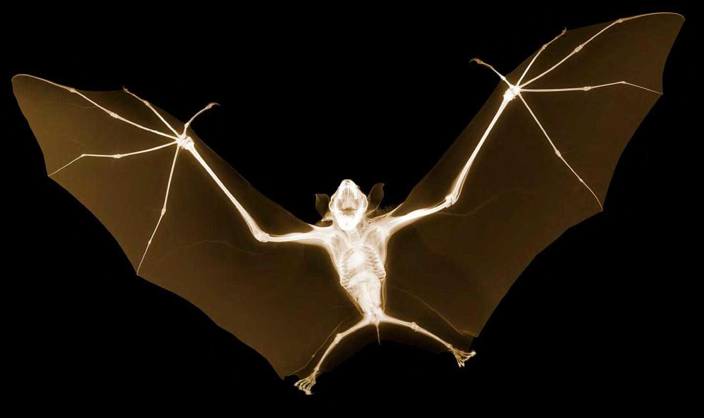 BATS! How a bat takes flight: X-ray video